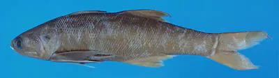 Threefinger threadfin (Eleutheronema tridactylum)
