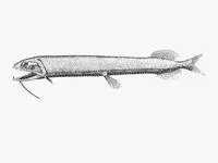 Threelight dragonfish (Trigonolampa miriceps)