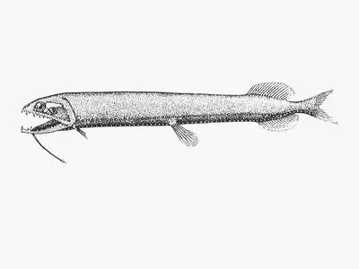 Threelight dragonfish (Trigonolampa miriceps)