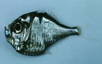 Threelight hatchetfish (Polyipnus triphanos)
