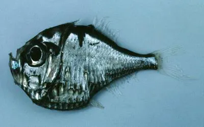 Threelight hatchetfish (Polyipnus triphanos)