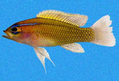 Threeline basslet (Lipogramma trilineata)