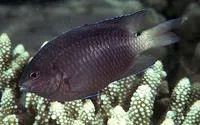 Threeline damsel (Pomacentrus trilineatus)