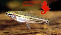 Threeline tetra (Neolebias trilineatus)