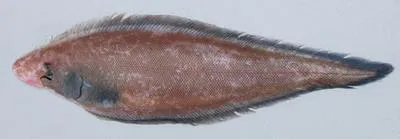 Threeline tonguesole (Cynoglossus marleyi)