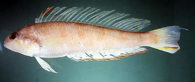 Threespine grubfish (Simipercis trispinosa)