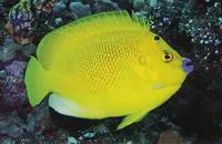 Threespot angelfish (Apolemichthys trimaculatus)