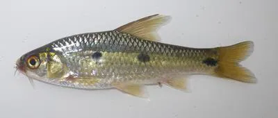 Threespot barb (Barbus trimaculatus)