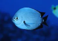 Threespot chromis (Chromis verater)