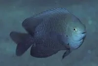 Threespot damsel (Pomacentrus tripunctatus)