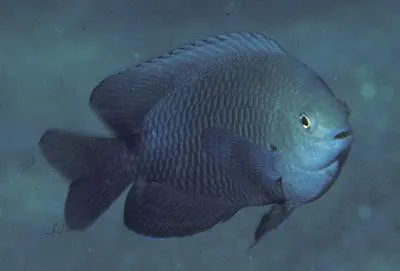 Threespot damsel (Pomacentrus tripunctatus)
