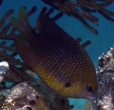 Threespot damselfish (Stegastes planifrons)