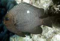 Threespot dascyllus (Dascyllus trimaculatus)