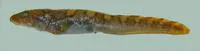 Threespot eelpout (Lycodes rossi)