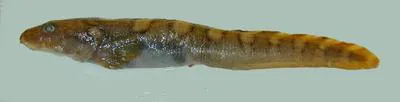 Threespot eelpout (Lycodes rossi)