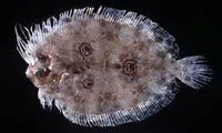 Threespot flounder (Grammatobothus polyophthalmus)