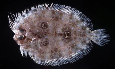 Threespot flounder (Grammatobothus polyophthalmus)