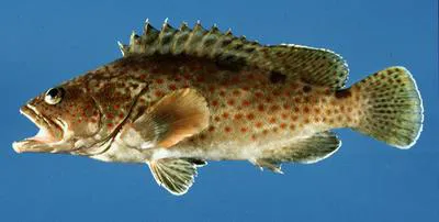 Threespot grouper (Epinephelus trimaculatus)