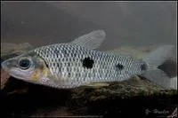 Threespot leporinus (Leporinus friderici)