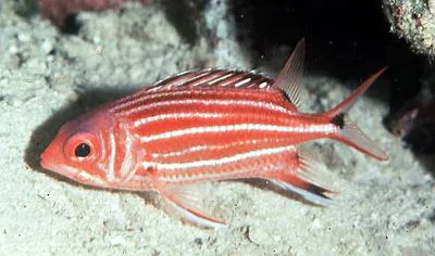 Threespot squirrelfish (Sargocentron cornutum)