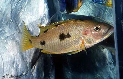 Threespot torpedo (Exochochromis anagenys)