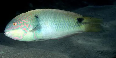 Threespot wrasse (Halichoeres trimaculatus)