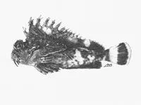 Threestick stingfish (Choridactylus natalensis)