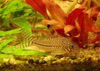 Threestripe corydoras (Corydoras trilineatus)