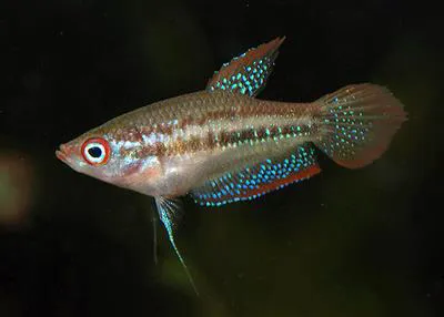 Threestripe gourami (Trichopsis schalleri)
