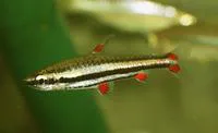 Threestripe pencilfish (Nannostomus trifasciatus)