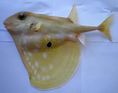 Threetooth puffer (Triodon macropterus)