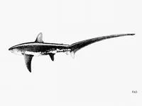 Thresher (Alopias vulpinus)