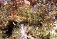 Throatspotted blenny (Malacoctenus tetranemus)
