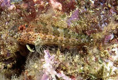 Throatspotted blenny (Malacoctenus tetranemus)