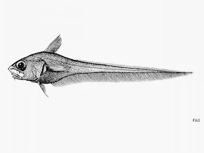 Thumb grenadier (Nezumia pulchella)