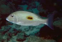 Thumbprint emperor (Lethrinus harak)