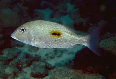 Thumbprint emperor (Lethrinus harak)