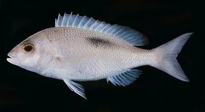 Thumbprint monocle bream (Scolopsis bimaculata)