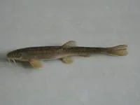 Tibetan stone loach (Triplophysa stoliczkai)