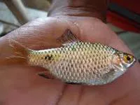 Ticto barb (Puntius ticto)