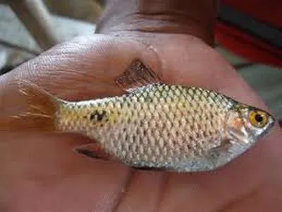 Ticto barb (Puntius ticto)