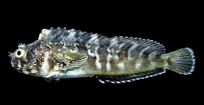 Tidepool blenny (Hypsoblennius caulopus)