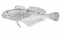 Tidepool sculpin (Oligocottus maculosus)