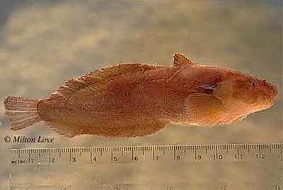 Tidepool snailfish (Liparis florae)
