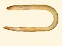 Tidepool snake moray (Uropterygius micropterus)