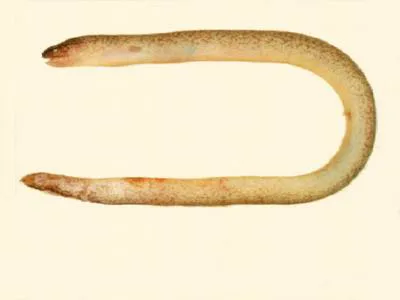 Tidepool snake moray (Uropterygius micropterus)