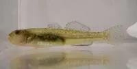 Tidewater goby (Eucyclogobius newberryi)