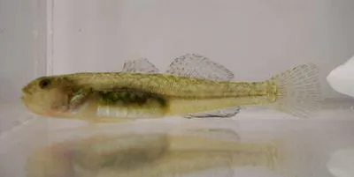 Tidewater goby (Eucyclogobius newberryi)