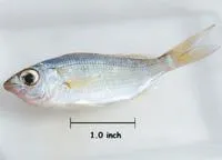 Tidewater mojarra (Eucinostomus harengulus)