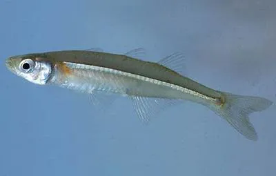 Tidewater silverside (Menidia peninsulae)